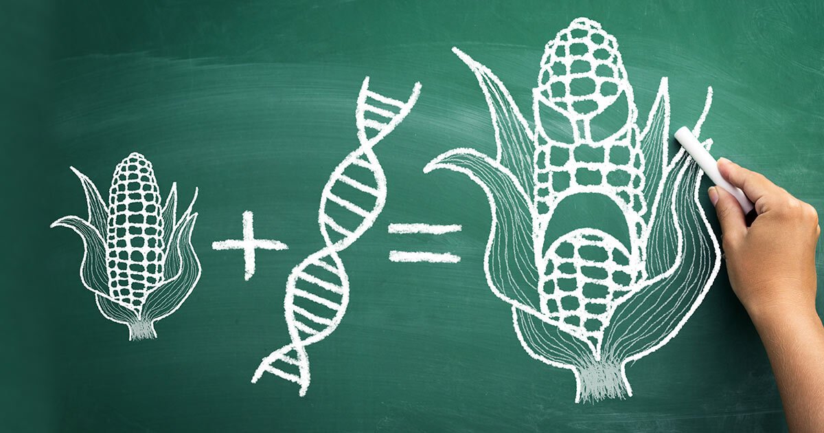 Common GMO Foods gmo foods